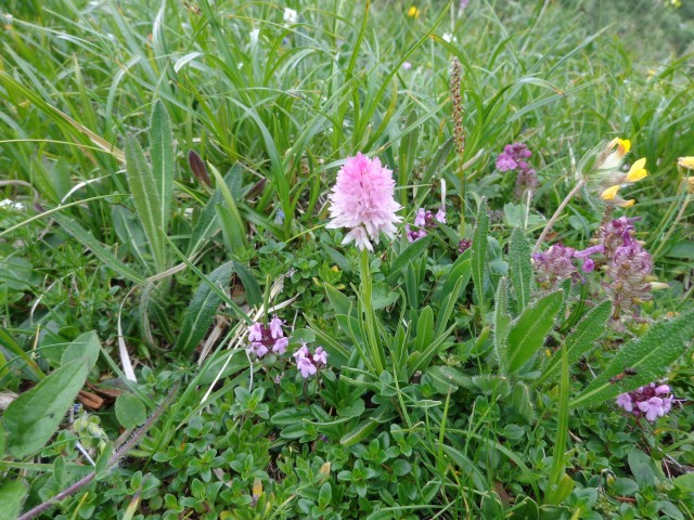 Krvavec-Planina Koren, 04.07.2020 - foto