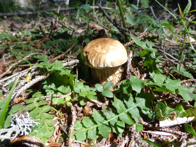 Vrhovi nad Pokljuko, 07.07.2020 - foto