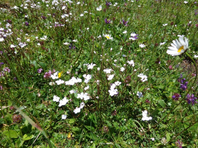 Vrhovi nad Pokljuko, 07.07.2020 - foto