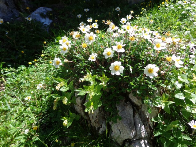 Vrhovi nad Pokljuko, 07.07.2020 - foto