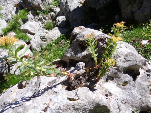 Vrhovi nad Pokljuko, 07.07.2020 - foto
