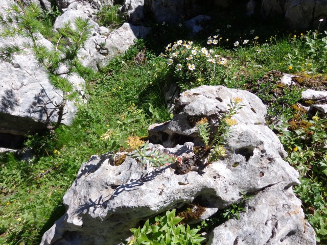 Vrhovi nad Pokljuko, 07.07.2020 - foto
