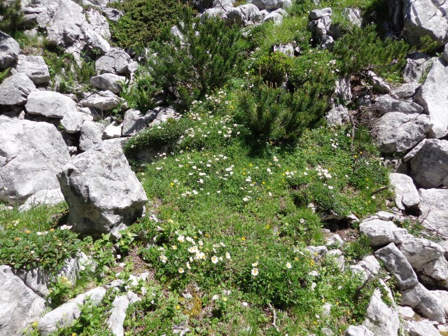 Vrhovi nad Pokljuko, 07.07.2020 - foto