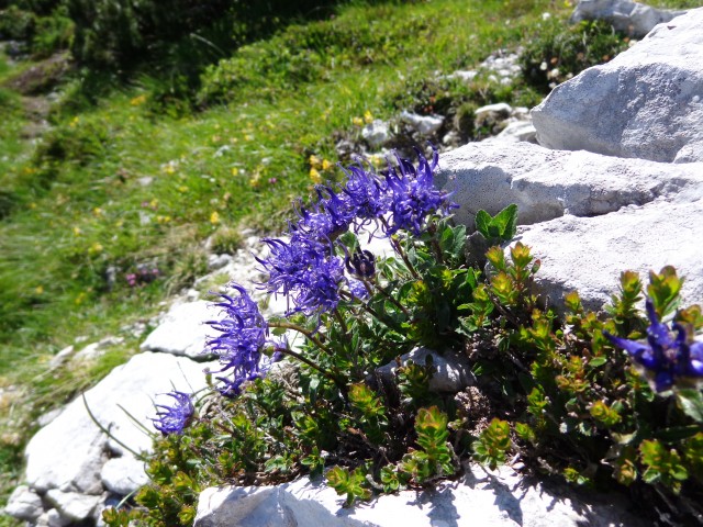 Vrhovi nad Pokljuko, 07.07.2020 - foto