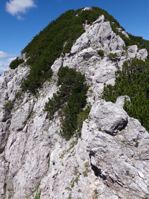 Vrhovi nad Pokljuko, 07.07.2020 - foto