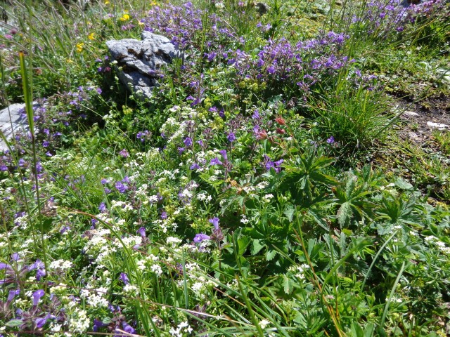 Vrhovi nad Pokljuko, 07.07.2020 - foto