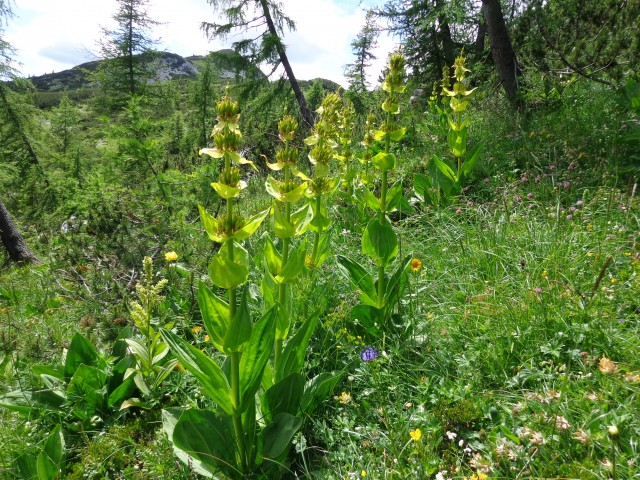 Vrhovi nad Pokljuko, 07.07.2020 - foto