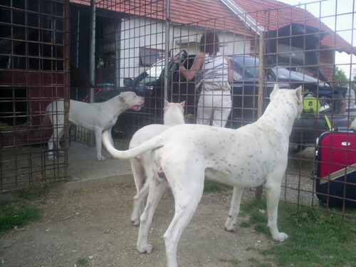 CACIB Zadar 28.04 i 29.04 - foto