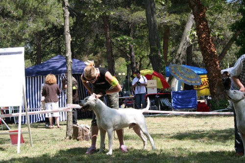 CACIB Zadar 28.04 i 29.04 - foto