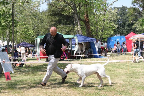 CACIB Zadar 28.04 i 29.04 - foto