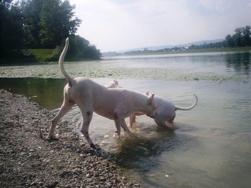 Euro dog show - foto