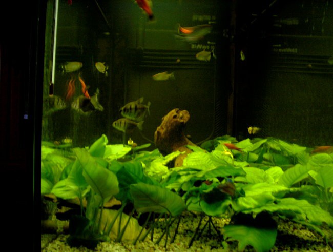 Akvarij - foto povečava