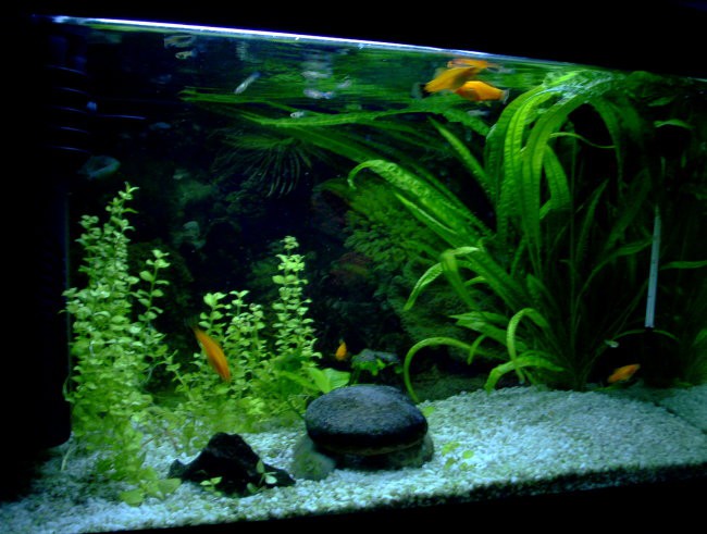 Gojilni akvariji - foto povečava