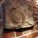 fosil na poti v stolp do velikega zvona