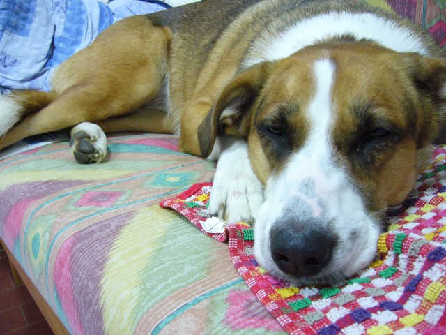 Junie - foto