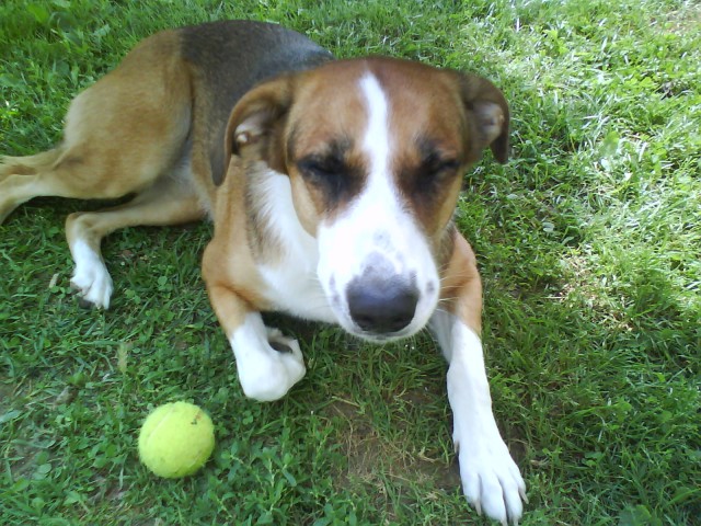 Junie - foto