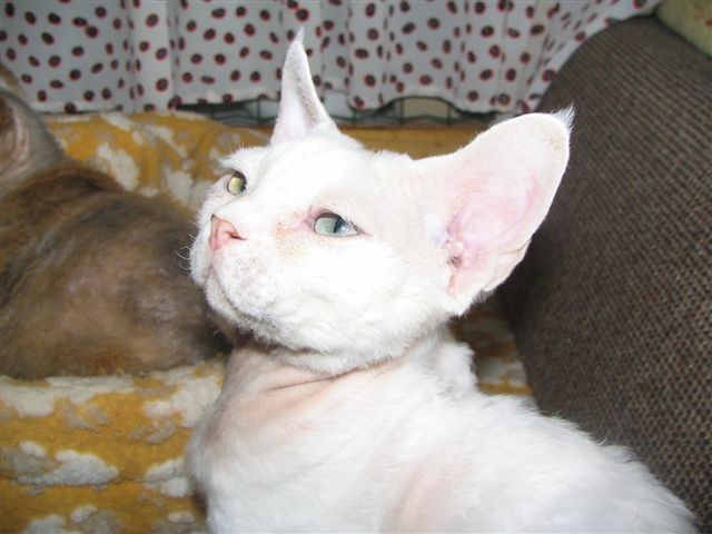 SI*Raul's Kornetto
M/N (kastriran samček pasme devon rex, bel, cepljen, z rodovnikom, sta