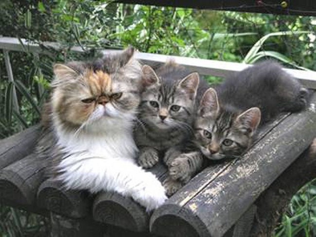 Smo štirje mačji korenjaki: Japec, Kan, Juta in Šir - ter iščemo nov, skrben in ljubeč dom