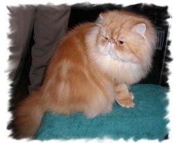 Alpha's Persian Cattery  - foto