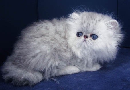 Alpha's Persian Cattery  - foto