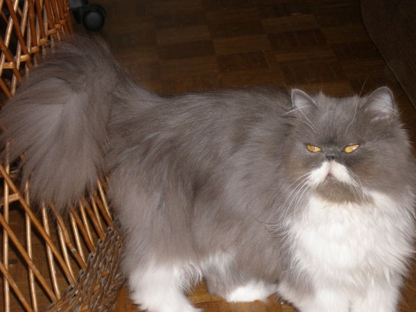 Alpha's Persian Cattery  - foto