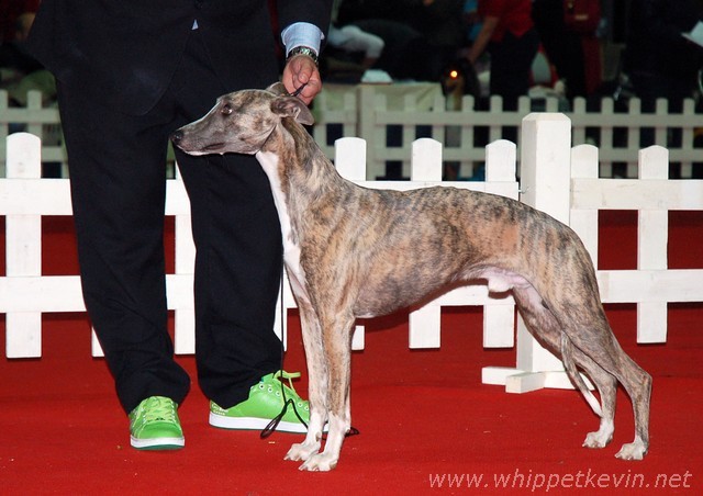 CACIB Ljubljana 2008 - foto povečava