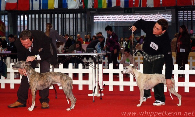 CACIB Ljubljana 2008 - foto povečava