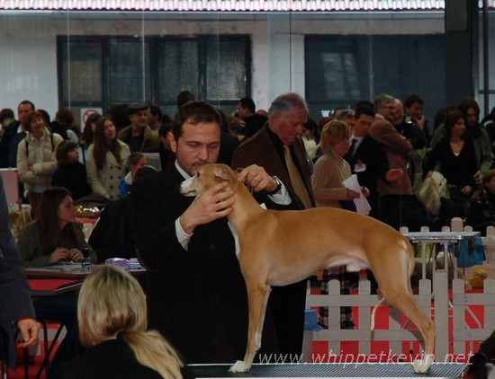 CACIB Ljubljana 2008 - foto povečava