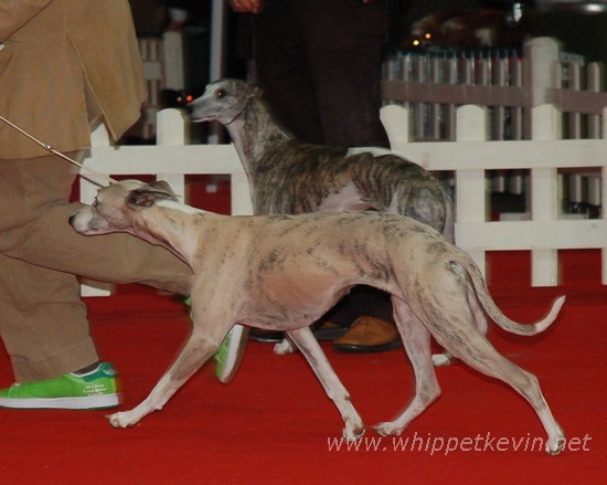 CACIB Ljubljana 2008 - foto povečava