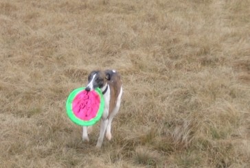 4x whippet - foto povečava