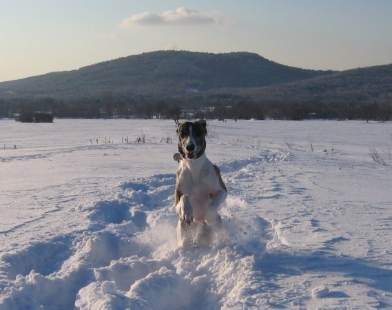 Na snegu - foto povečava