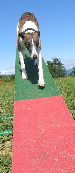 Agility - foto