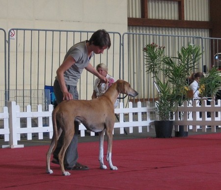 Cacib Portorož 2006 - foto povečava