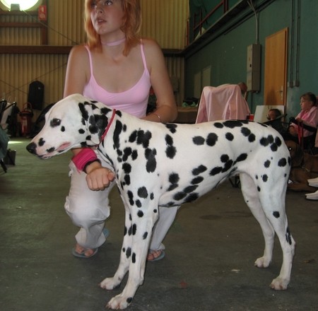 Cacib Portorož 2006 - foto povečava