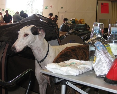 Cacib Portorož 2006 - foto povečava