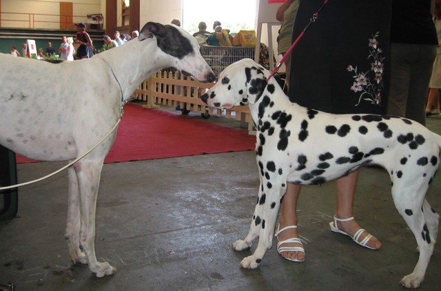 Cacib Portorož 2006 - foto povečava