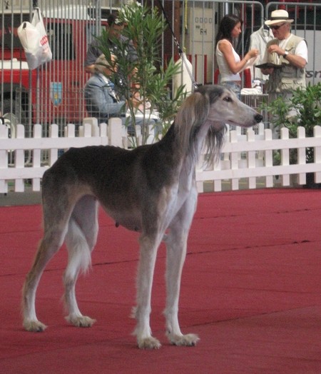 Cacib Portorož 2006 - foto povečava