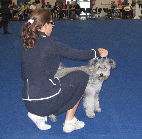 Cacib innsbruck 2006 - foto