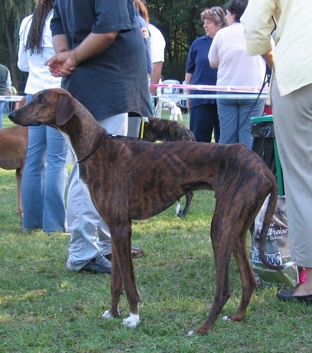 CACIB Maribor 23.9.2006 - foto povečava