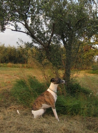 Jesen 2006 - foto povečava