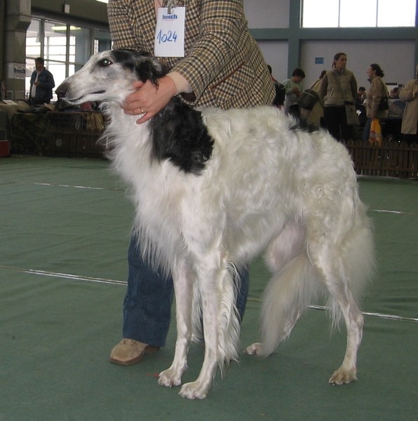Cacib zagreb 25.11.06 - foto povečava
