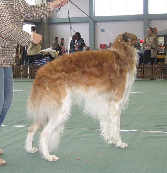 Cacib zagreb 25.11.06 - foto povečava