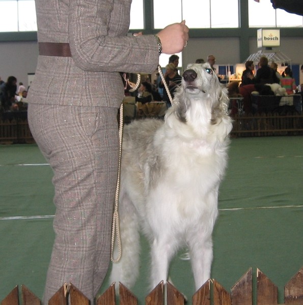 Cacib zagreb 25.11.06 - foto povečava