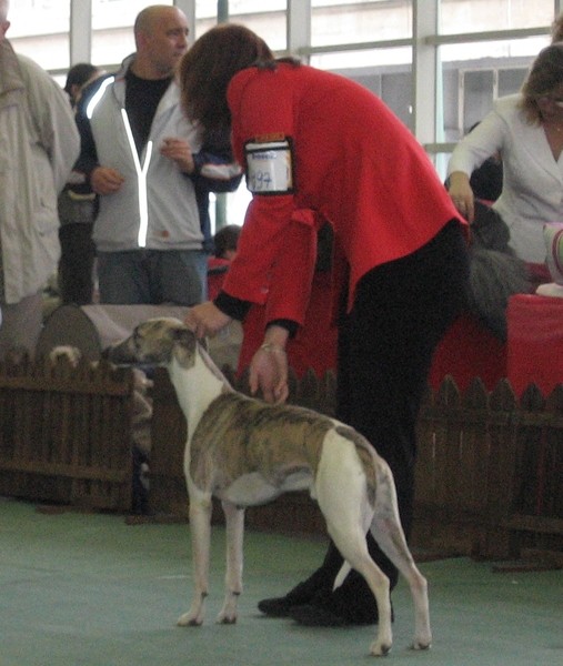 Cacib zagreb 25.11.06 - foto povečava