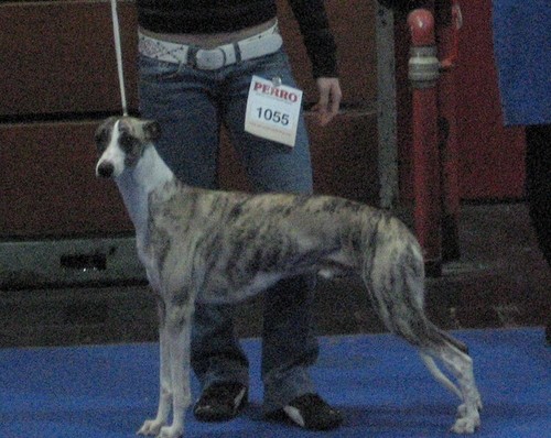 Wels 2.12.06 - foto povečava