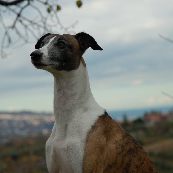 Nikon - foto povečava