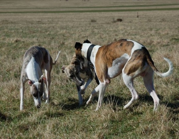 Zarah in gala - foto