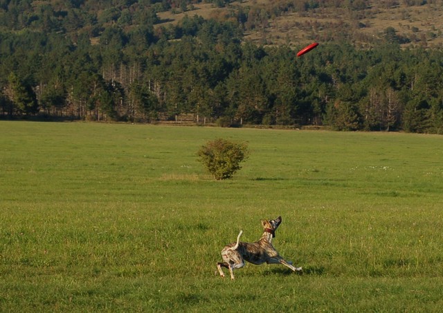Zarah in gala - foto povečava