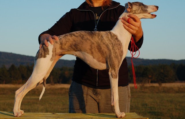 Zarah in gala - foto povečava