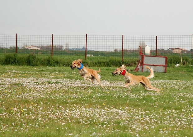 Ravenna coursing april 07 - foto